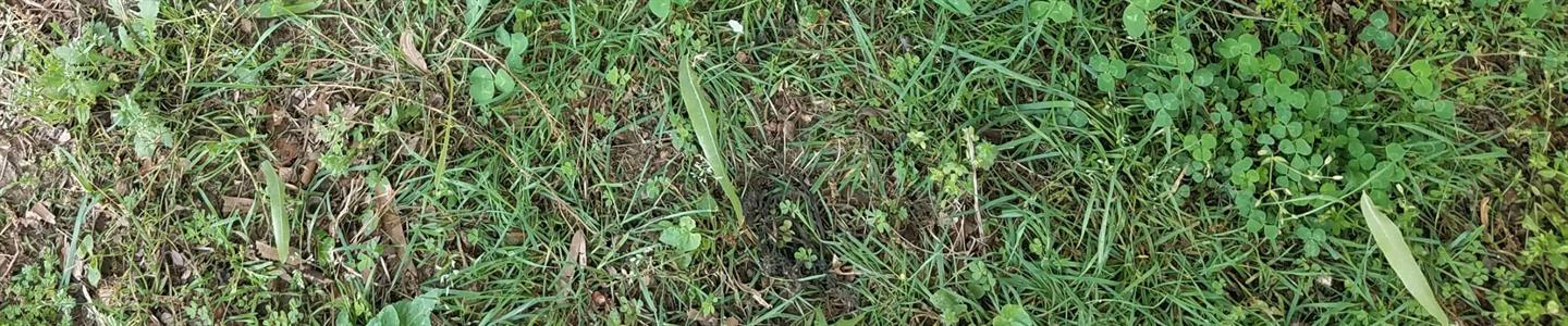 Weed control in lawns