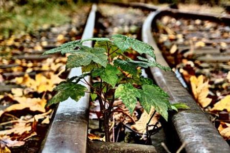 Pre-Emergent Weed Killers